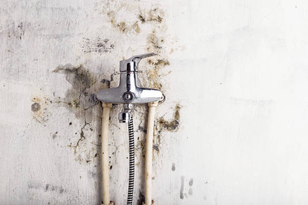 Best DIY Mold Remediation Support Services in Redington Beach, FL
